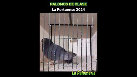 videos de palomos|Palomos de Clase La Portuense Mod. Machos 2024/20 ©La .